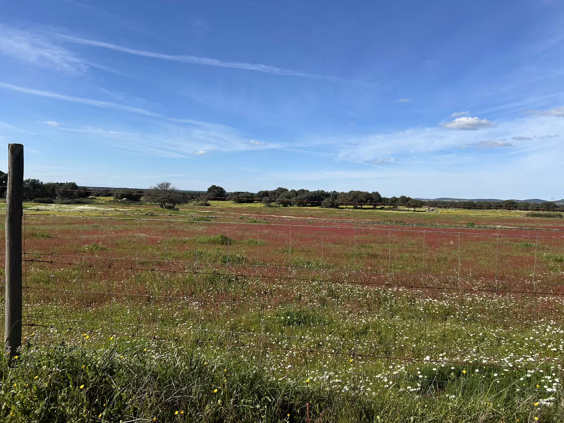 Expansive Alentejo Montado landscape with wildflowers under a clear blue sky, ideal for bike touring.
