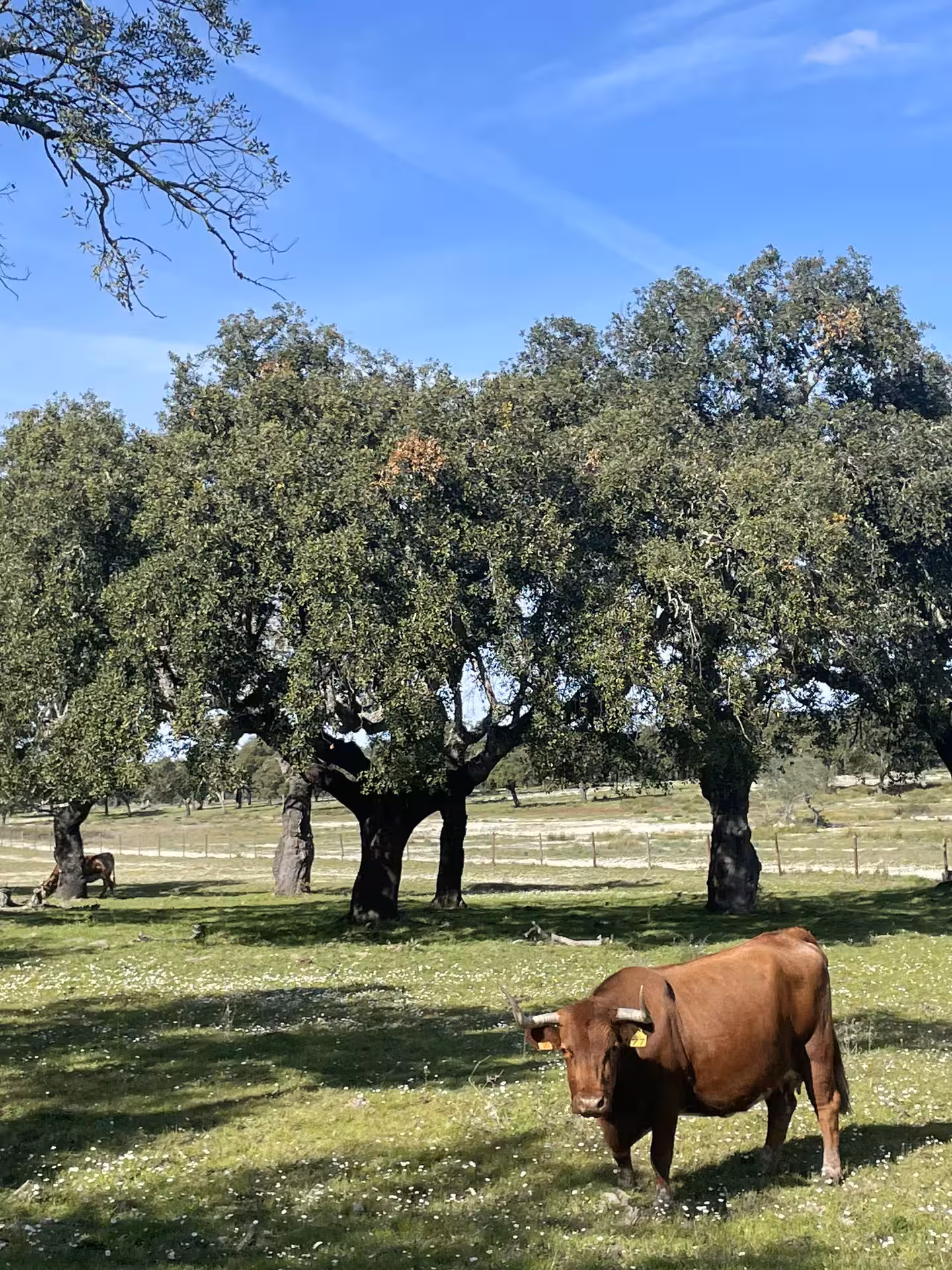 A brown cow stands in a sunlit Montado pasture surrounded by oak trees, capturing Alentejo's rural charm.