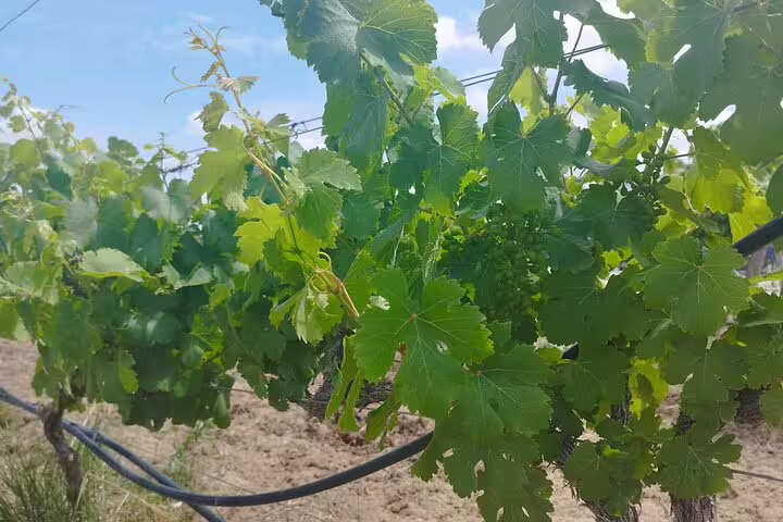 Lush grapevines in a sunlit Alentejo vineyard, showcasing the rich wine heritage of a private full-day Évora tour from Lisbon.