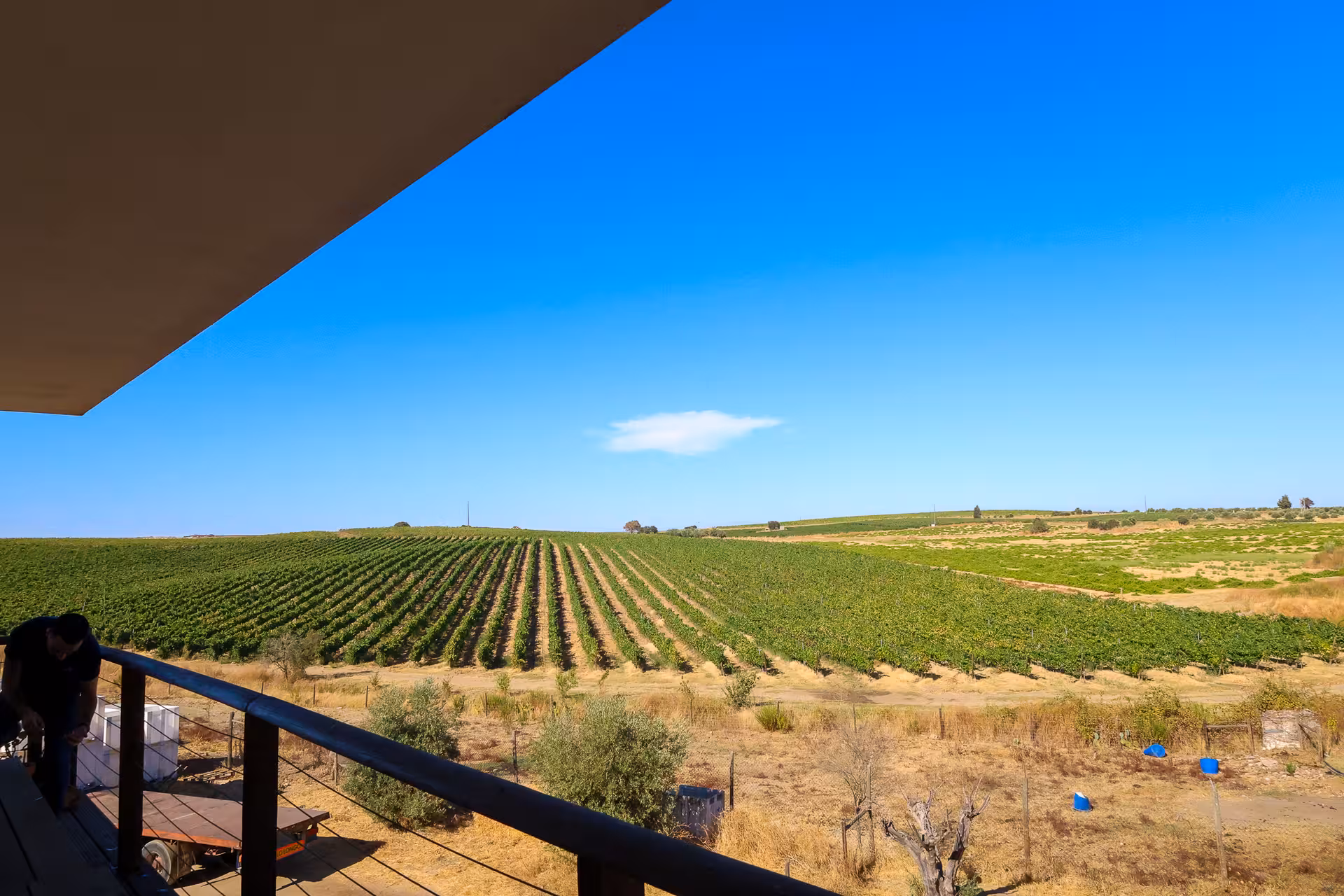 Scenic view of lush vineyards under a clear blue sky in Alentejo, perfect for wine tours from Lisbon.