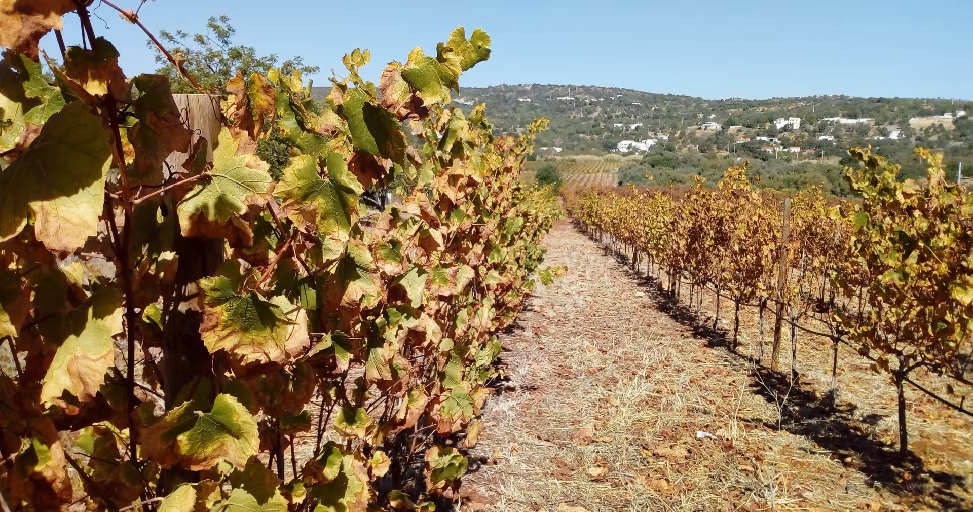 Scenic Algarve vineyard rows under blue sky perfect for wine tasting on an off-road jeep safari tour