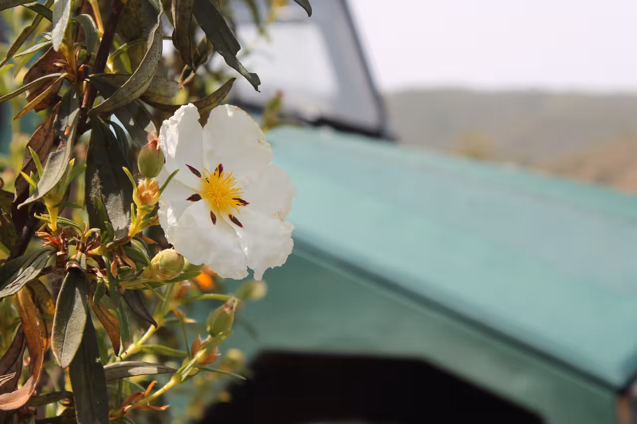White rockrose flower beside a 4x4 on Algarve Grand Safari full-day tour through rural Algarve trails