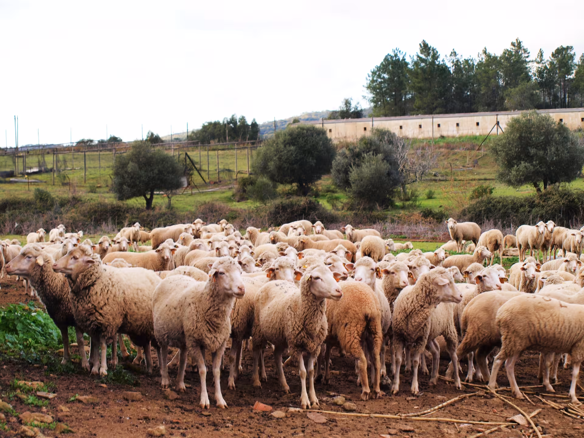 Large flock of sheep grazing on rural Algarve farmland, highlighting authentic countryside life and local food traditions