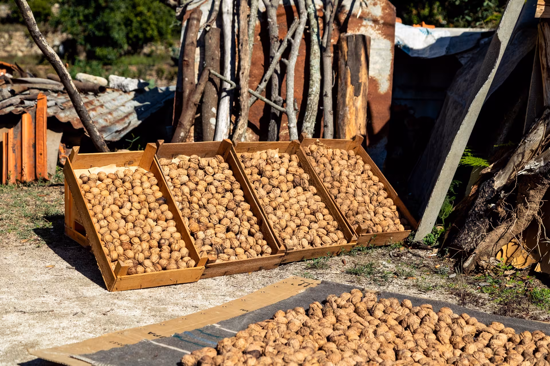 Rustic Algarve farm scene with wooden crates of freshly harvested walnuts drying in the sun on a Super Dia rural tour