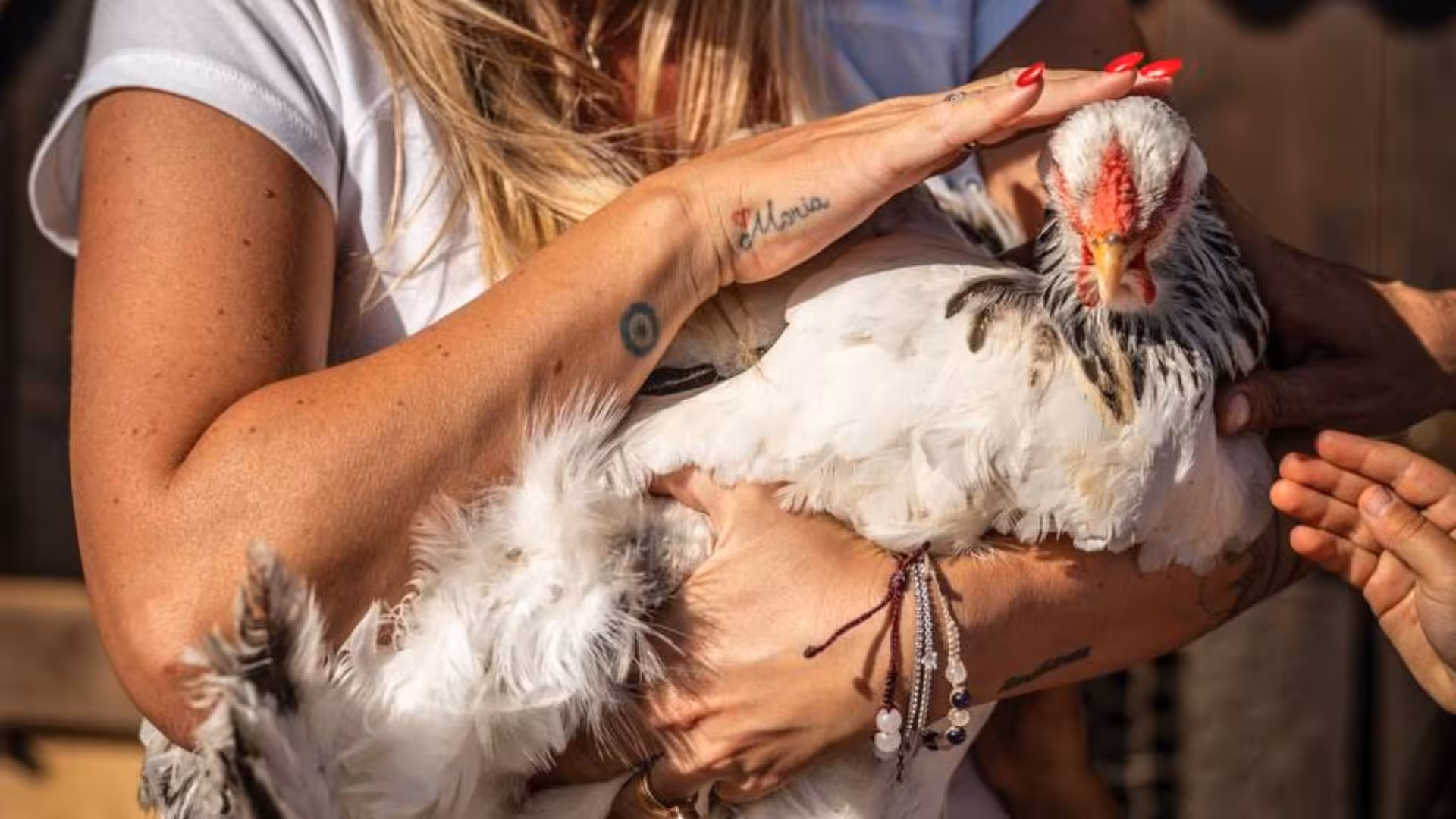 Gentle hands holding a fluffy chicken at an Alghero animal shelter, perfect for an engaging tour with meals.