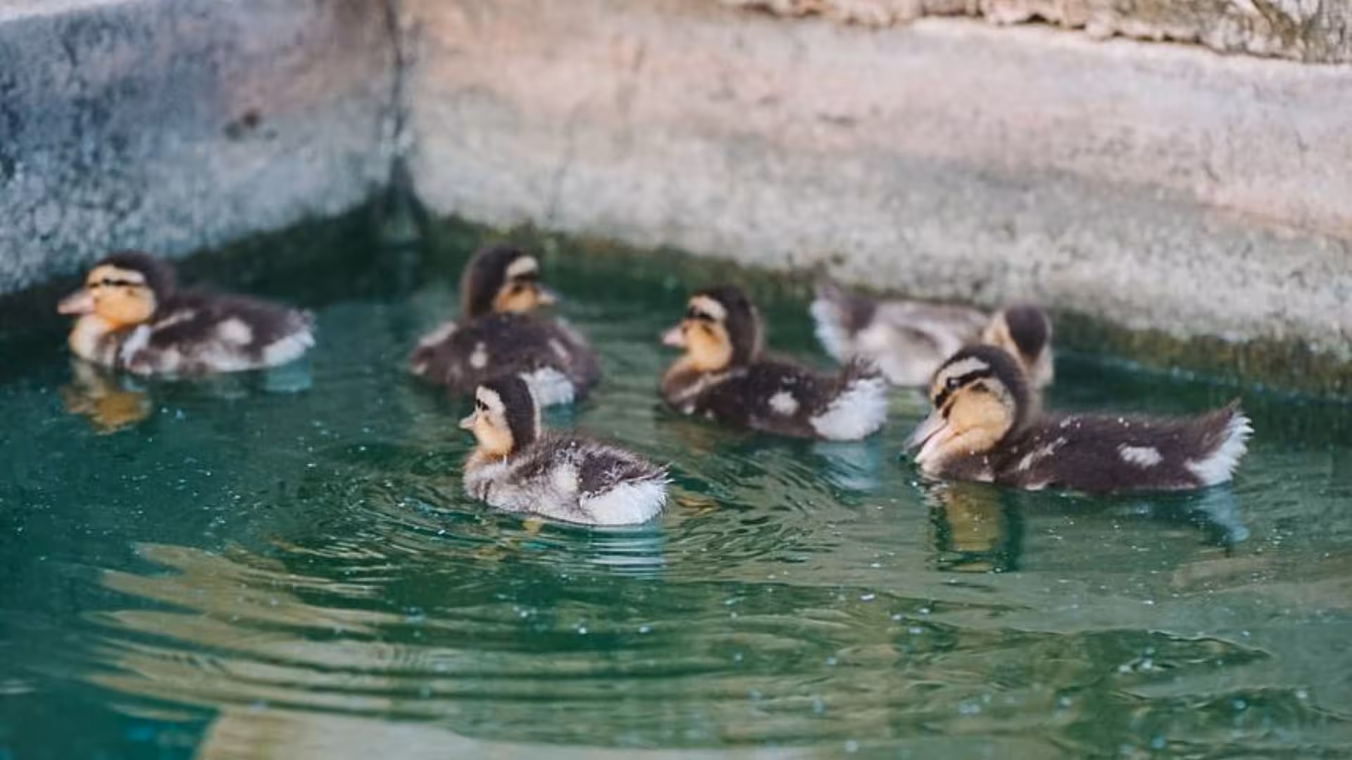 Adorable ducklings swimming in a pond at an animal shelter in Alghero, perfect for a unique visit with lunch or dinner.
