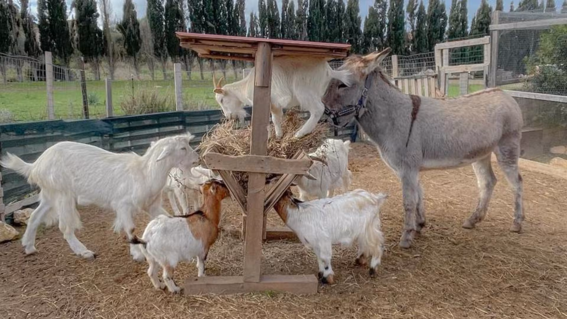Friendly goats and a donkey gathered around a feeding station at an Alghero animal shelter, offering a charming visit experience.