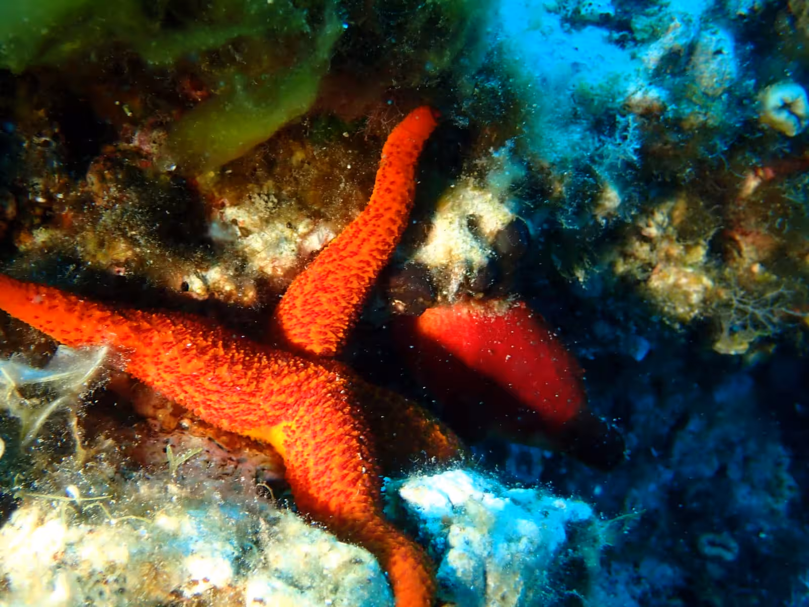 Vibrant red starfish rests on the colorful seabed, illustrating the rich marine life in Alghero's diving spots.