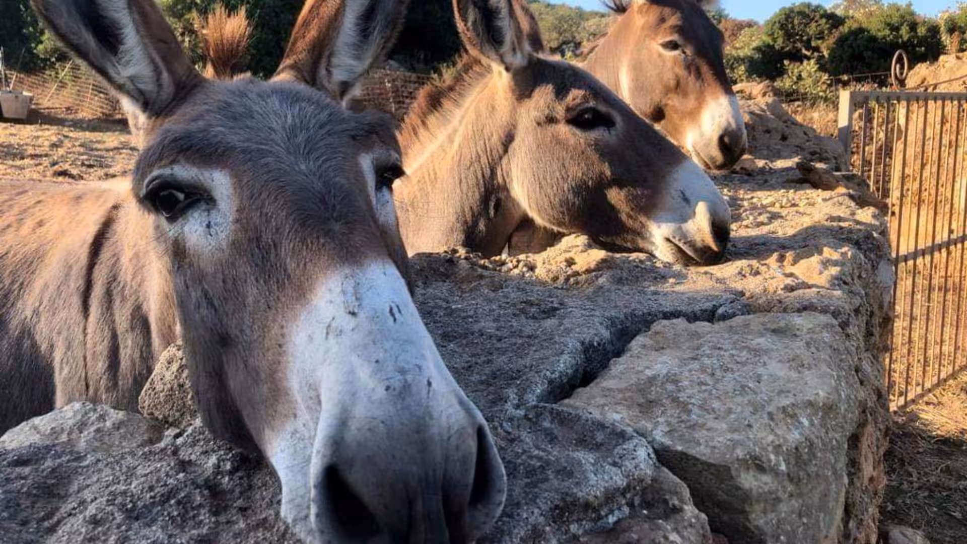 Three curious donkeys peek over a stone wall in a sunny olive grove during the Alghero tour experience.