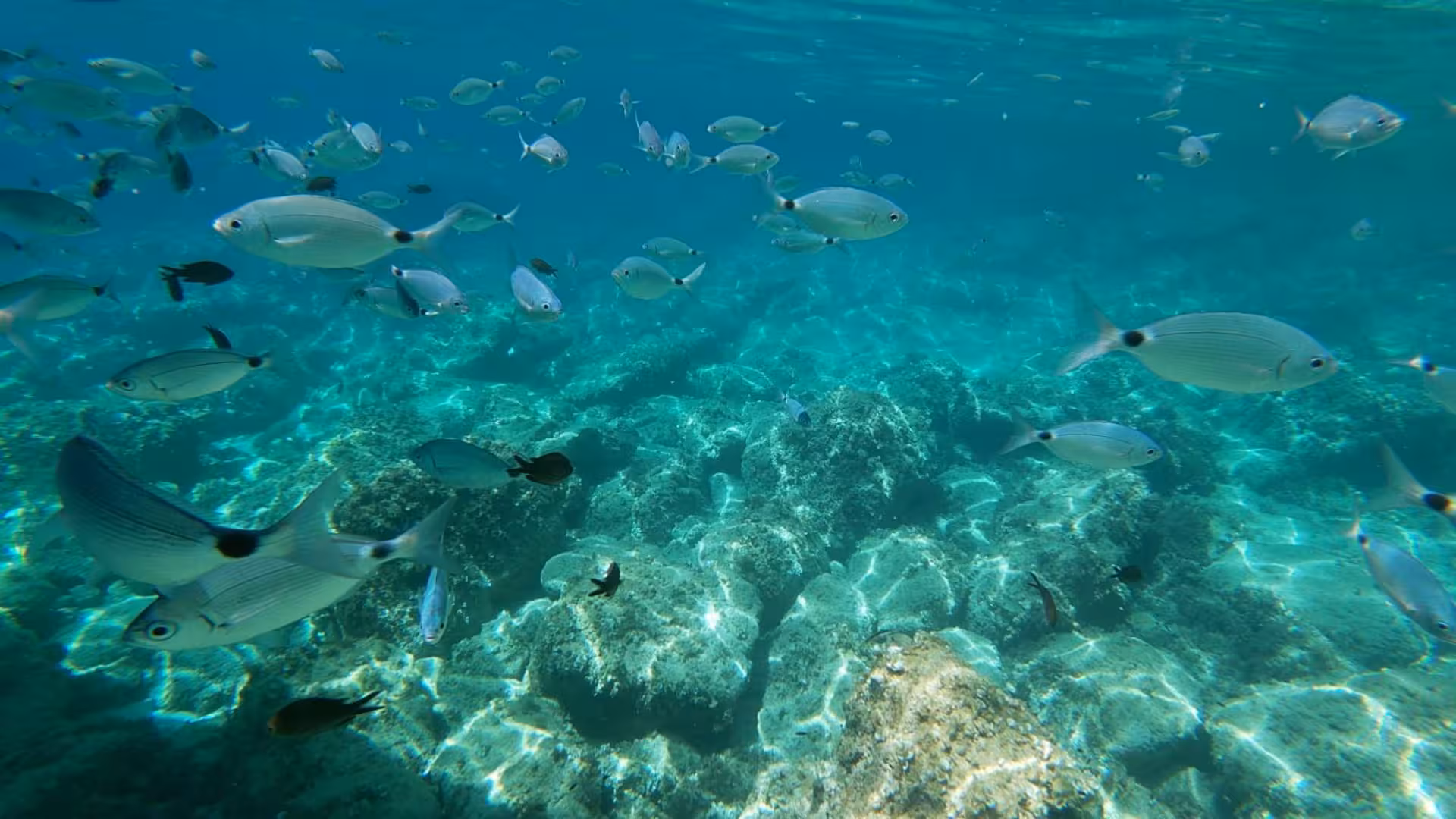 Explore vibrant marine life while snorkeling in the crystal-clear waters of Porto Conte, Alghero.