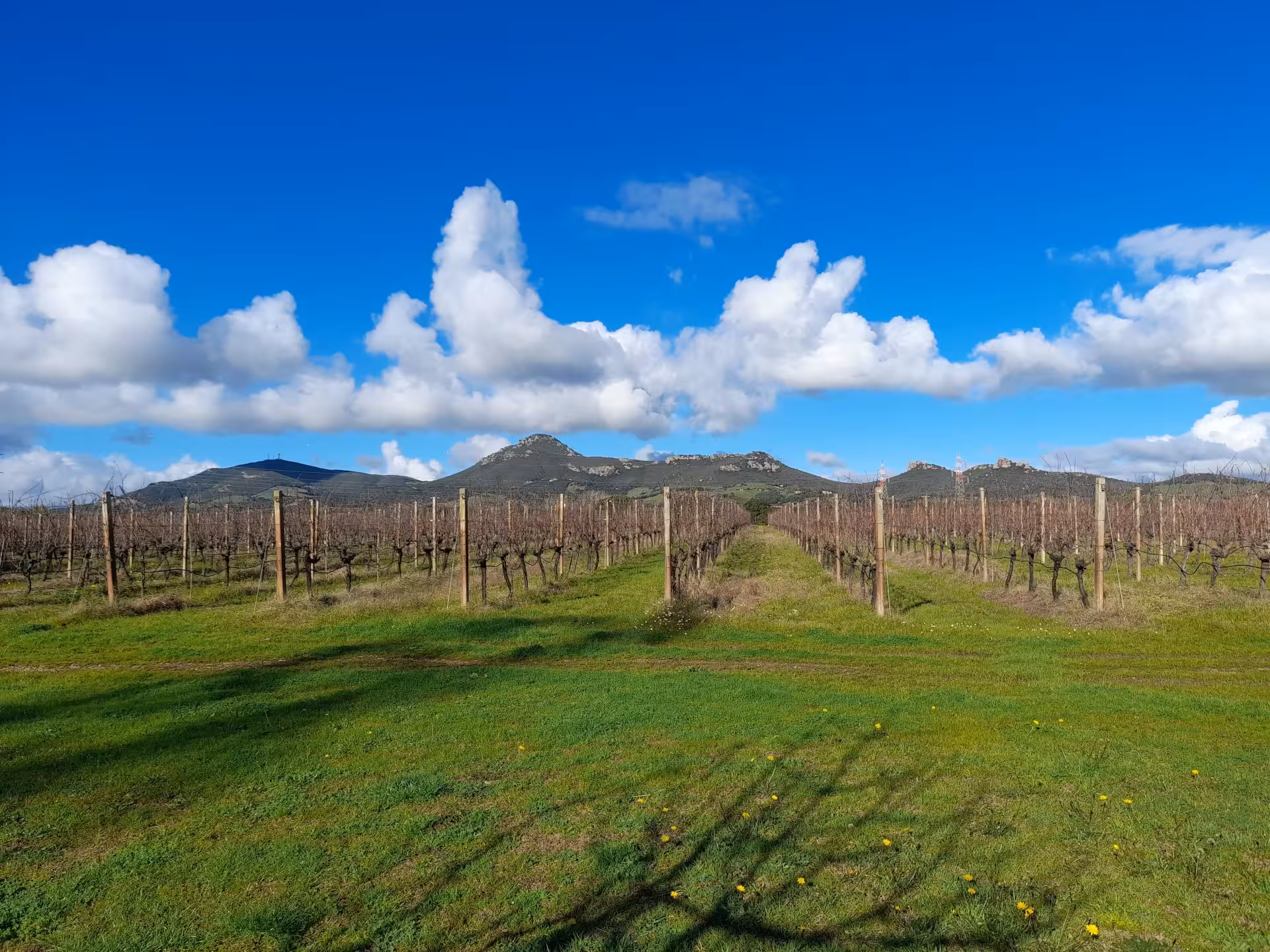 Scenic vineyard in Alghero with mountain backdrop, ideal for wine tasting and aperitif experiences.