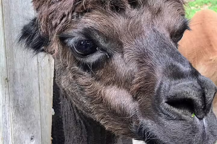 Close-up of a curious alpaca at a Dutch farm stop on a private bike tour of Amsterdam’s countryside hidden gems