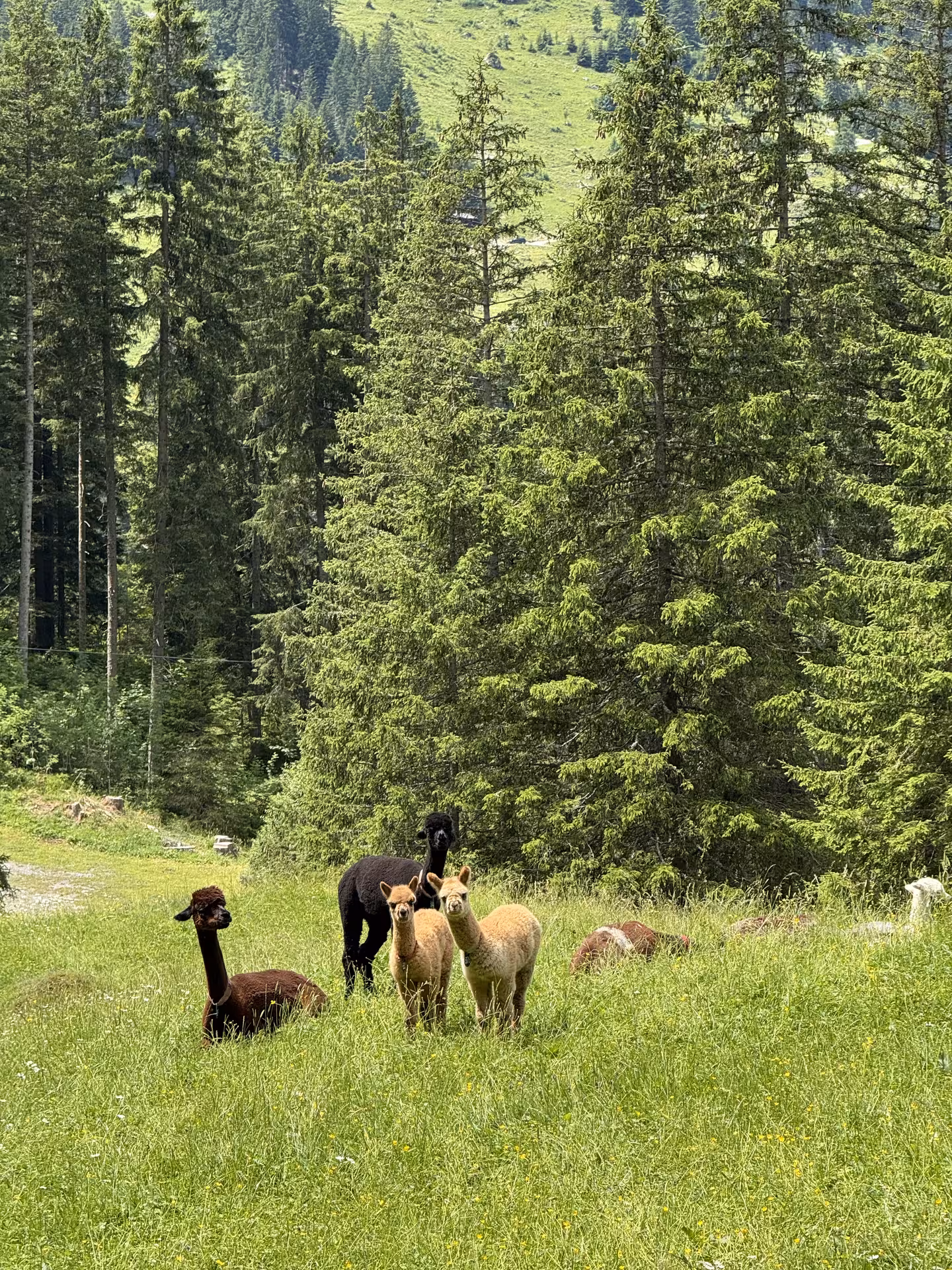 Alpacas grazing in a green meadow near Griesalp, wildlife moment on UNESCO alpine valley E-bike tour, Bernese Alps
