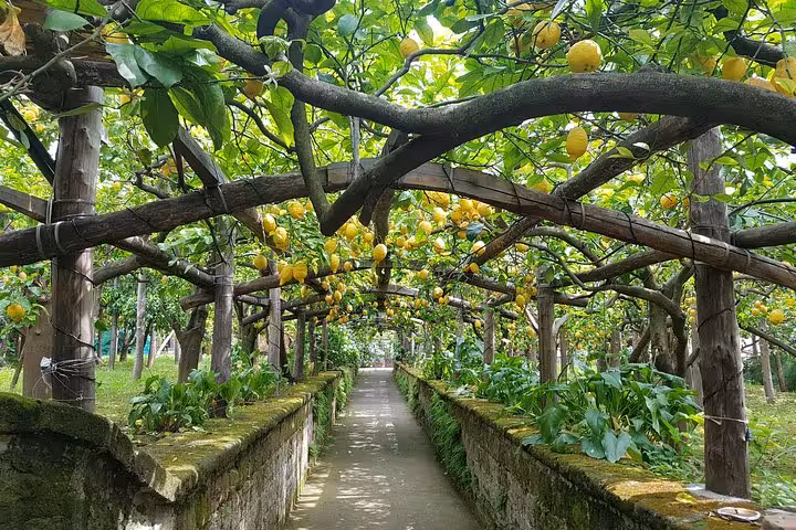 Lemon grove walkway on the Amalfi Coast, a fragrant garden stop on a Sorrento and Positano day tour