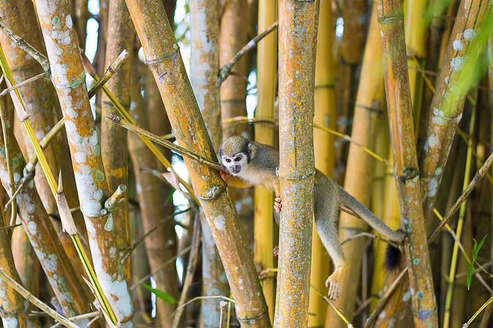 Spot a playful monkey amidst bamboo trees, a thrilling encounter on the Amazon Adventure Trip at Tapiri Rio Negro Lodge.