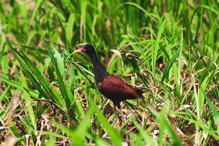 Colorful bird with striking plumage standing amidst lush green grass in the Amazon basin.