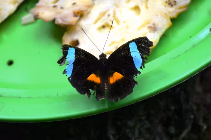 Blue and orange Amazon butterfly on fruit at INPA museum, Manaus, on Natural Museums Combo tour