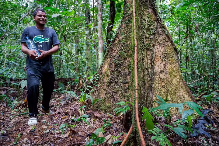 Local guide smiling next to a massive tree in the lush Amazon rainforest on a deep survival tour near Amanã Lake.