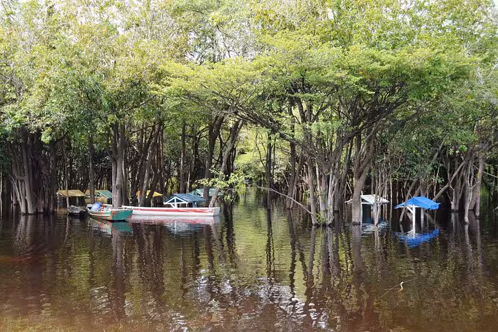 Boats moored in Amazon flooded forest with lush canopy, seen on Good Morning Amazon 1-night jungle overnight tour