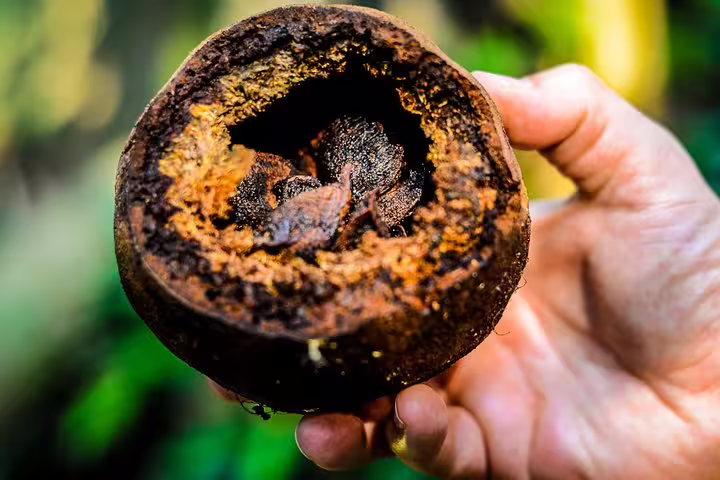 Close-up of a hand holding a cacao fruit in the Amazon jungle, showcasing natural biodiversity and exotic plant life.