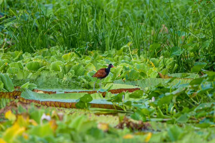 Colorful bird perched on lush Amazon foliage, showcasing the vibrant wildlife near Amazon Tapiri Floating Lodge.