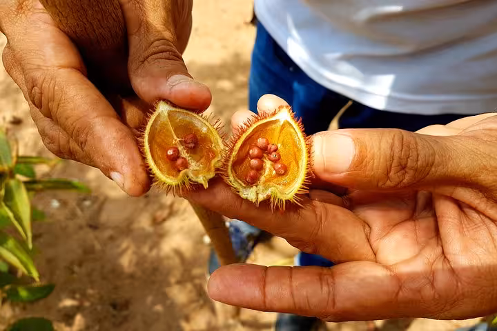 Hands holding opened Amazon jungle fruit during Amazonas trek and Anavilhanas Archipelago day tour