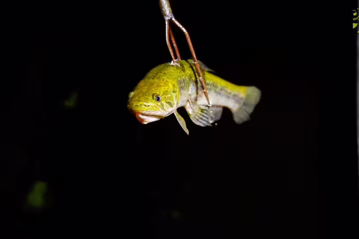 Captivating nighttime catch of a fish in the Amazon, showcasing vibrant wildlife on the Into the Amazon Jungle tour.
