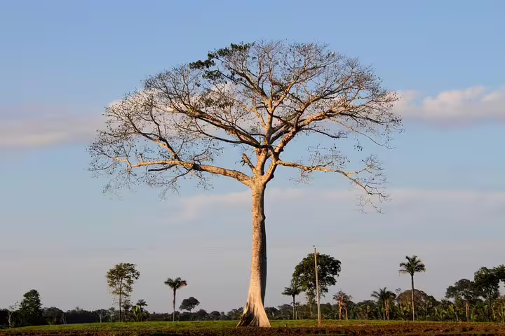 Majestic Amazon tree stands tall under a clear blue sky, highlighting the biodiversity of the Amazon jungle tour.