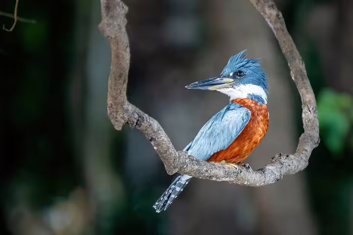Colorful kingfisher perched on a branch in the Amazon rainforest, a highlight of the Tapiri Rio Negro Lodge tour.