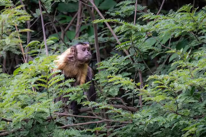 Curious monkey amidst dense foliage in Amazon jungle, a common sight on Tapiri Floating Lodge adventure.