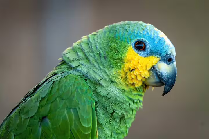 Close-up of a colorful parrot showcasing vivid feathers, a highlight of the Amazon wildlife experience on the Amanã Lake trip.