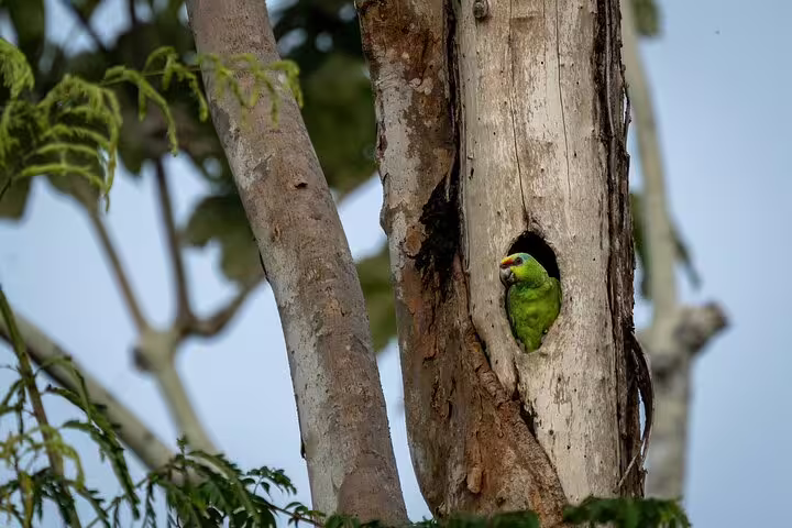 A colorful parrot peeking from a tree hollow in the Amazon, emphasizing the diverse wildlife of Amanã Lake.