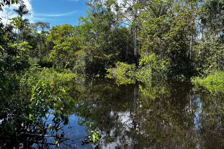 Lush Amazon rainforest surrounds Amanã Lake, reflecting vibrant greenery under a clear blue sky, ideal for a survival trip.