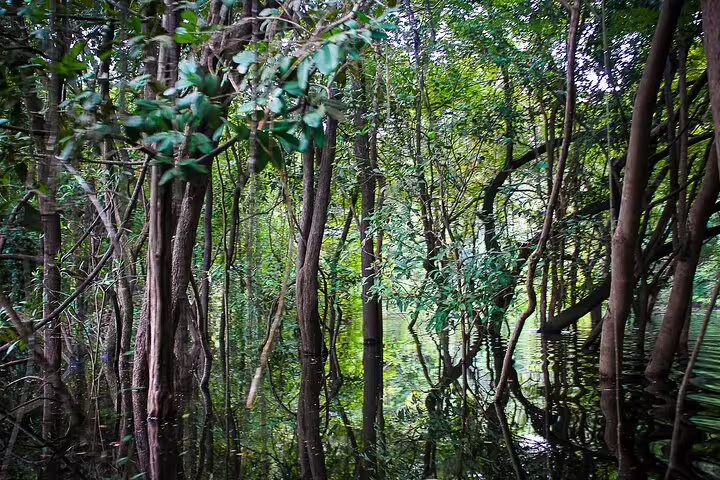 Lush, dense Amazon rainforest vegetation reflected in the waters of Amanã Lake during the survival trip.