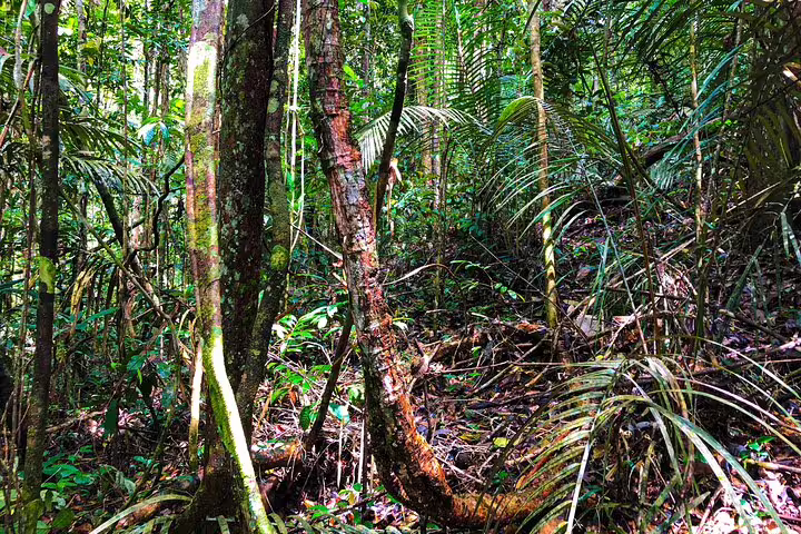 Dense Amazon rainforest with towering trees and vibrant green foliage in Amanã Lake region.