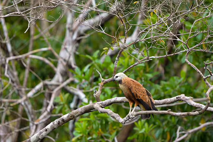 Majestic bird perched on a branch in Amazon rainforest, showcasing the rich biodiversity of the jungle.