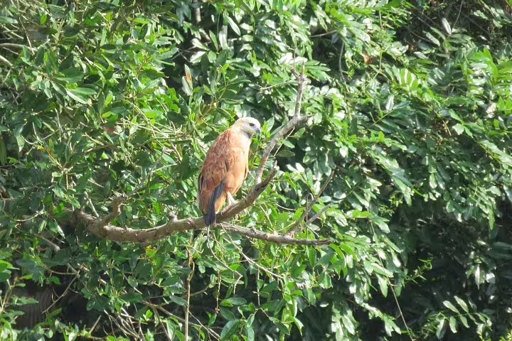 Majestic bird perched on a branch in lush Amazon foliage, capturing the vibrant wildlife of the rainforest.