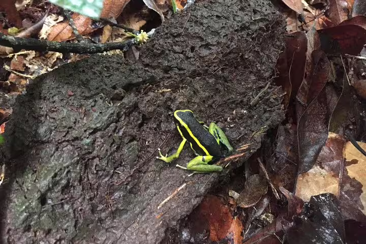 Brightly colored frog on Amazon rainforest floor, showcasing vibrant wildlife at Tapiri Floating Lodge tour.