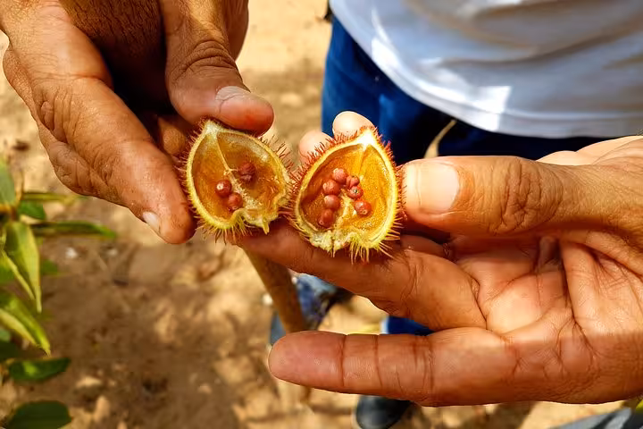 Close-up of hands holding split wild Amazon fruit with seeds, tasting local flora on a 4-hour forest trek
