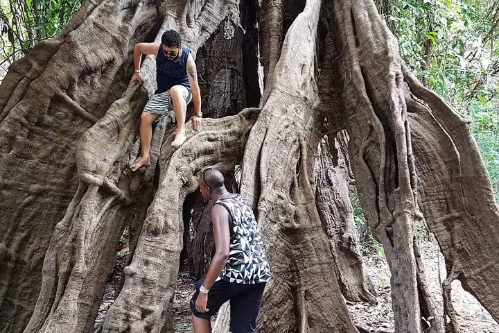 Travelers climbing massive kapok tree roots on guided rainforest trek during 5-day Amazon jungle adventure tour