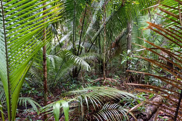 Dense green foliage and towering palms in the Amazon rainforest, inviting exploration on the Amazon Tapiri Floating Lodge tour.