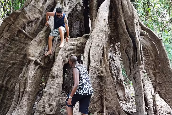 Travelers climbing massive rainforest tree roots during Amazon Forest Tour 4-hour trek, adventure jungle hike