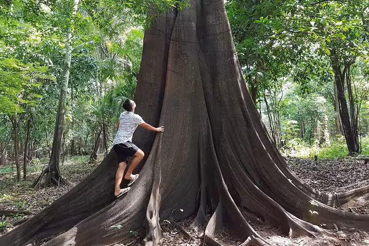 Traveler climbs the massive buttress roots of a giant Amazon rainforest tree on a 4-hour trekking tour
