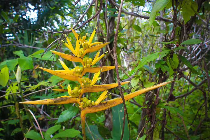 Vibrant yellow tropical flowers amidst lush Amazon rainforest greenery on the Amazon Survival Tour 5D/4N.