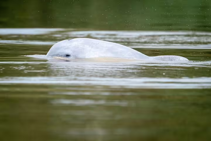 Amazon river dolphin surfacing in the tranquil waters of Amanã Lake during an Amazon adventure tour.