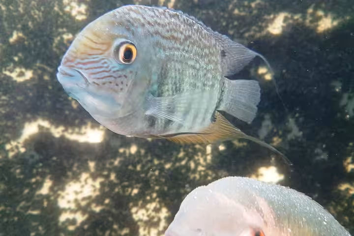 Close-up of an Amazon river fish at MUSA aquarium, part of the INPA and MUSA Amazon Natural Museums Combo experience