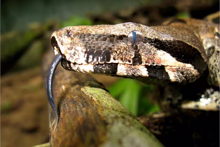 Close-up of a snake on a branch, illustrating the thrilling wildlife encounters in the Amazon Mamori lodge adventure.