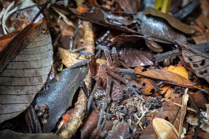 Close-up of a spider camouflaged among leaves and forest floor debris, highlighting Amazon's rich biodiversity.