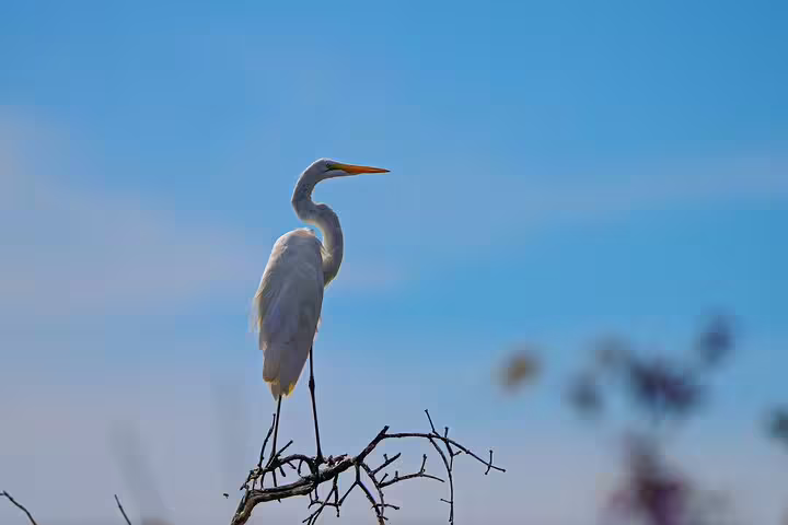Elegant egret perched against clear blue sky, highlighting the serene beauty of the Amazon ecosystem.