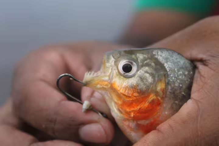 Close-up of a hand holding a piranha caught during the Amazon Survival Tour 6D/5N fishing experience.